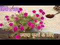 How to Grow and Care Portulaca plant/Moss Rose plant/9 O’Clock plant/Care and Propagation Portulaca