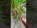 लेमनग्रास के फायदे🌱|| #trending #garden #terracegardenindia #viral #shorts #ytshorts