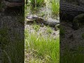 Alligators #swamplife #magic #nature #sanctuary #gator #