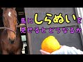 馬にしらぬいを見せるとどうなるか?