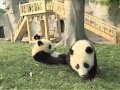 Here come the pandas