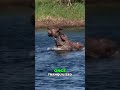 Moose Fight! Sedated Beast WON'T Leave Pond | #wardens #WildlifeDrama