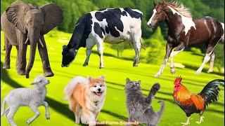 Adorable Farm Animal Sounds: Cow, Cat, Dog, Chicken, Sheep, Horse, Rabbit  – Sweet Moments screenshot 4