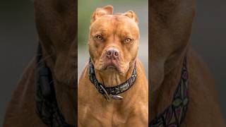 Pitbull Vs Staffordshire Terrier
