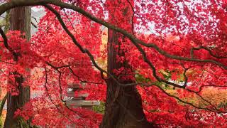 Falling Leaves Piano (Emotional Music) | For Relaxation & Sleep screenshot 4