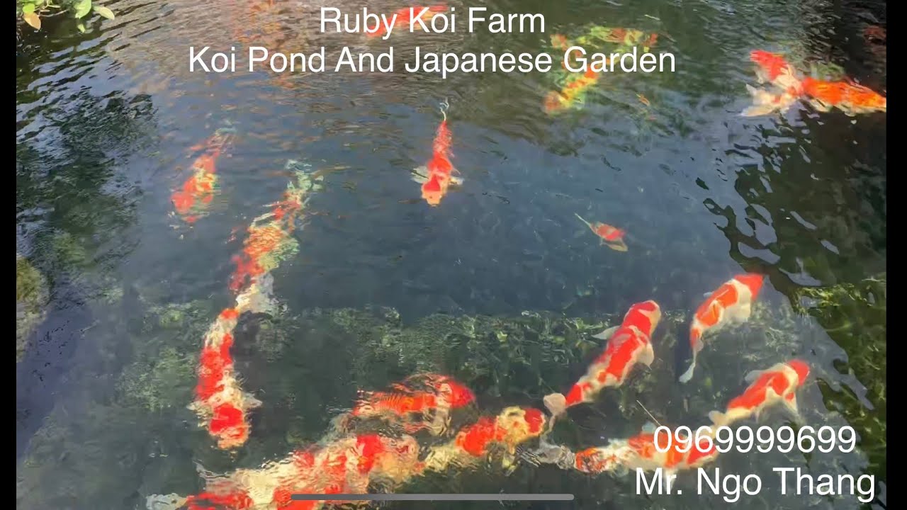 Hồ Koi và sân vườn nhà khách hàng. - youtube