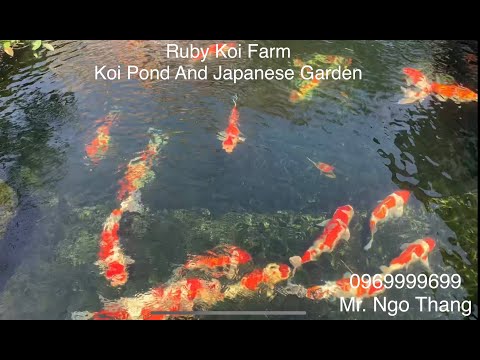 Video Hồ Koi và sân vườn nhà khách hàng. - youtube
