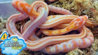 Creamsicle Cornsnake hatchlings from Walter Smith stock.