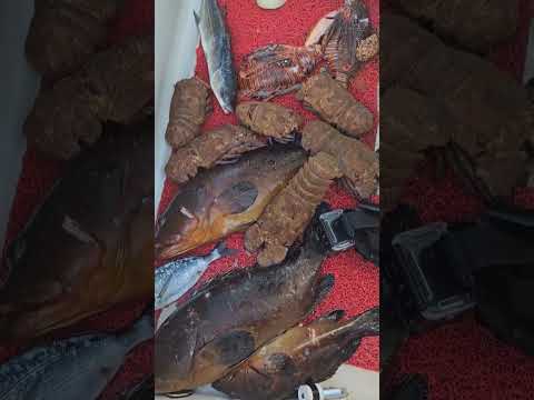 ZIPKINLA BALIK AVI