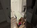 pack w/ me🙃   #asmr #motivation #cleaning #moving #packing #puppy #cleaningmotivation #cleanwithme