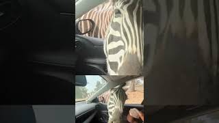 #zeling en #Twitch | Zeling