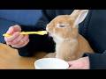 A Baby Eating Baby Food.