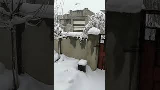 بينجوين السليمانية ❄️