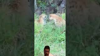 Leopard fights with hyena animals nature viral vlog trending shorts africa safari