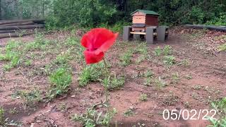 Eden Brothers Wildflowers Mix: The Bees Knees