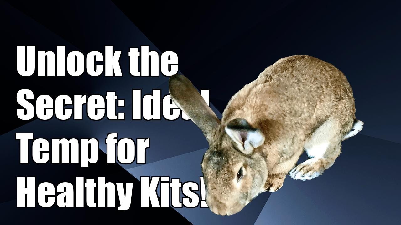 Normal Temperature For Rabbits Unlock the Secret: Ideal Temperature for Raising Healthy Rabbit Kits ...