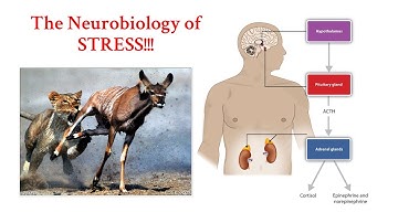 Introduction to Neuroscience 2: Lecture 14: hypothalamus, stress, and the autonomic nervous system