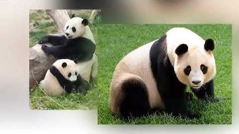 Video một số con vật sống trong rừng