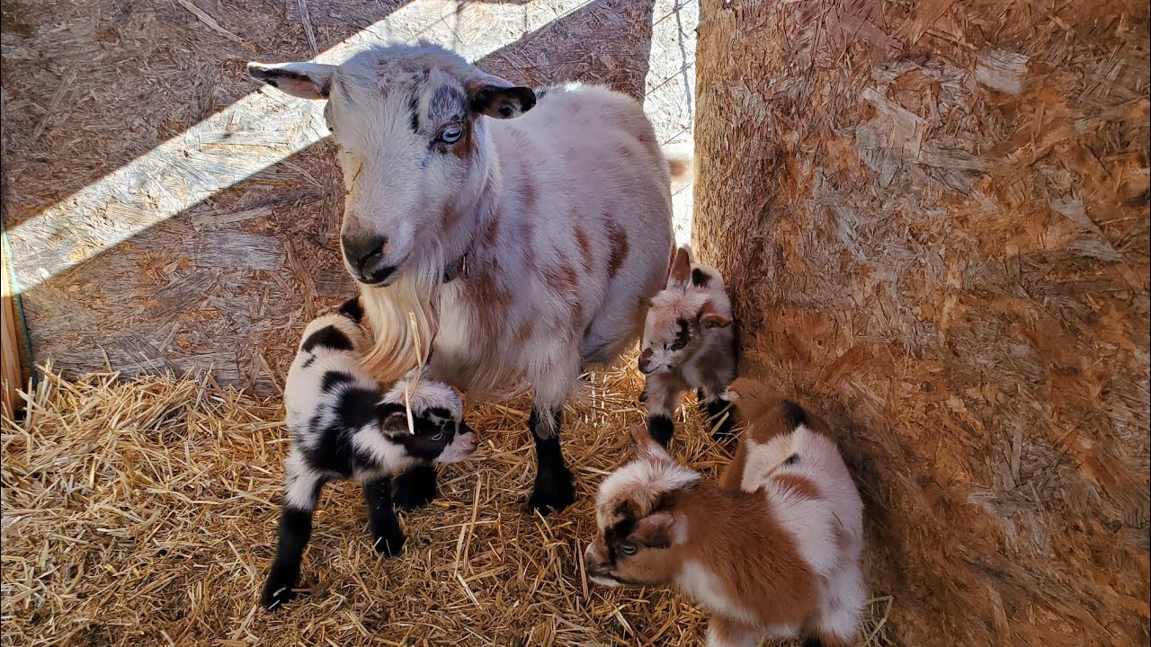 Kids showing goats with blue hair - wide 9