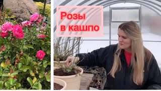 видео: Выращивание роз в горшках | Привитые или корнесобственные | Какой нужен объём горшка в первый год картинка: Выращивание роз в горшках | Привитые или корнесобственные | Какой нужен объём горшка в первый год
