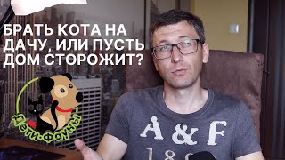 Едем с кошкой на дачу, что нужно сделать до поездки и после