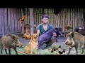farm life in the wild, catch wild boars to sell to buy supplies for the farm, green forest life