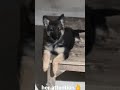 German shephard  gsdpuppy 80days old  cautious and obeying orders doglover gsdpuppy