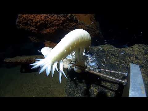 Mariana Trench: Supergiant Amphipod