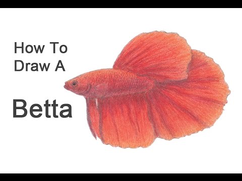 Betta Fish - Doodlewash®