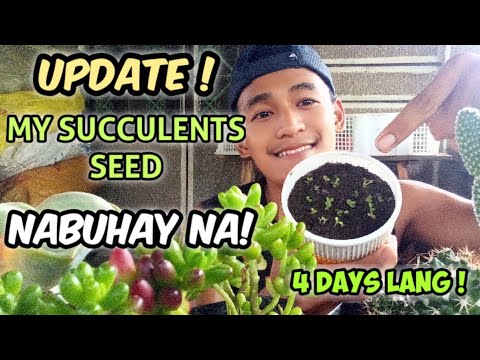 Video: Paano Makagawa Ng Isang Buhay Na Korona Ng Mga Succulents