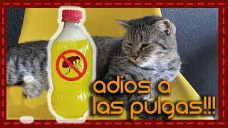 Adiós a las pulgas: Shampoo casero y seguro para gatos