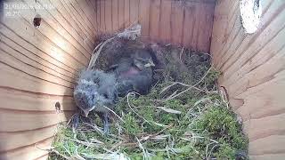 Blue Tit Nest Box Live Stream - 2 chicks growing rapidly