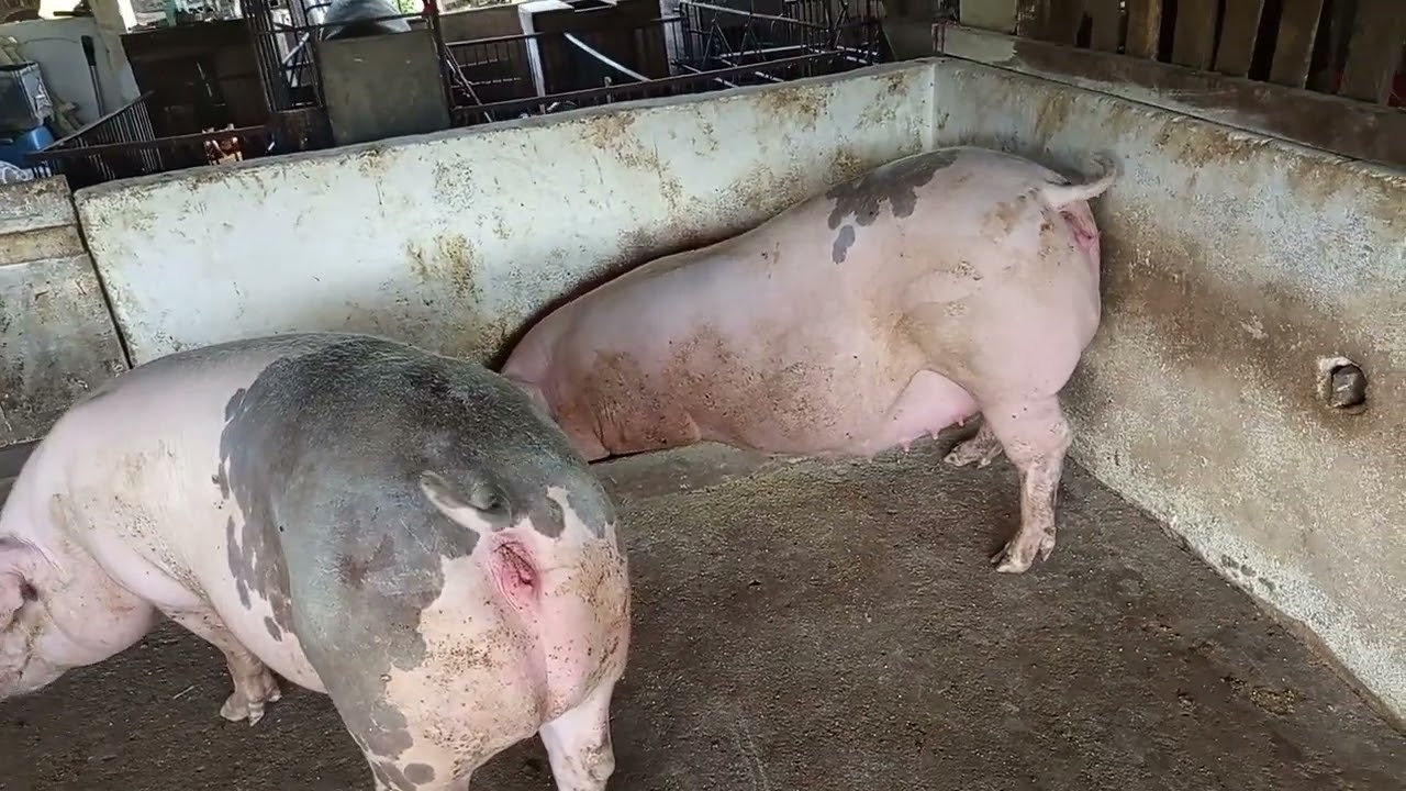 Minhas duas marram de porca tão quase tendo filhotes 