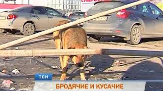 Стаи бродячих собак терроризируют жителей Перми Стаи бродячих собак терроризируют жителей Перми