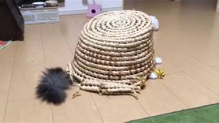カゴに隠れる猫 ノルウェージャンフォレストキャットhide.Norwegian Forest Cat.