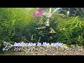2026/5/20 landscape in the water #ブラックタイガービーシュリンプ #アクアリウム #aquarium #癒し #healing