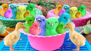 Cath millions of cute chickens, colorful chicks, snails, bunnies, rabbit, fish, cute animals 5