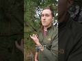 Edible or Not: Austrian Pine #foraging
