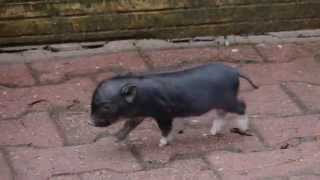 Schweinchen Babe Und Seine Familie