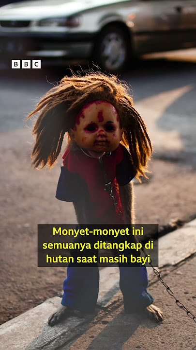 Topeng monyet: Monyet dilepasliarkan kembali ke hutan - BBC News Indonesia