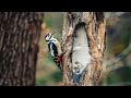 Woodpeckers: Nature’s Master Builders &amp; Drummers | Mind-Blowing Facts You Never Knew!