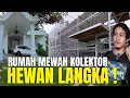 SIDAK ! RUMAH MEWAH KOLEKTOR HEWAN LANGKA BERNILAI RATUSAN JUTA