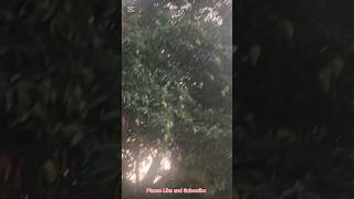Mango Farming #shorts