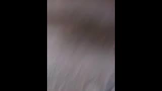 tari sishttps://youtu.be/bqxX4uKzLeI
