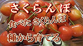 アメリカンチェリーの栽培 アメリカンチェリー レイニアチェリー を種から育てる Vol 1 Youtube