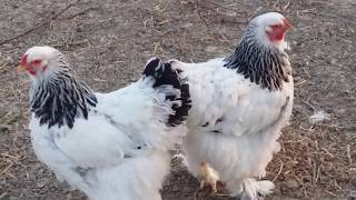 HUGE BRAHMA LIGHT PULET IN THE BACKYARD - FARMA SKYDRA.GR