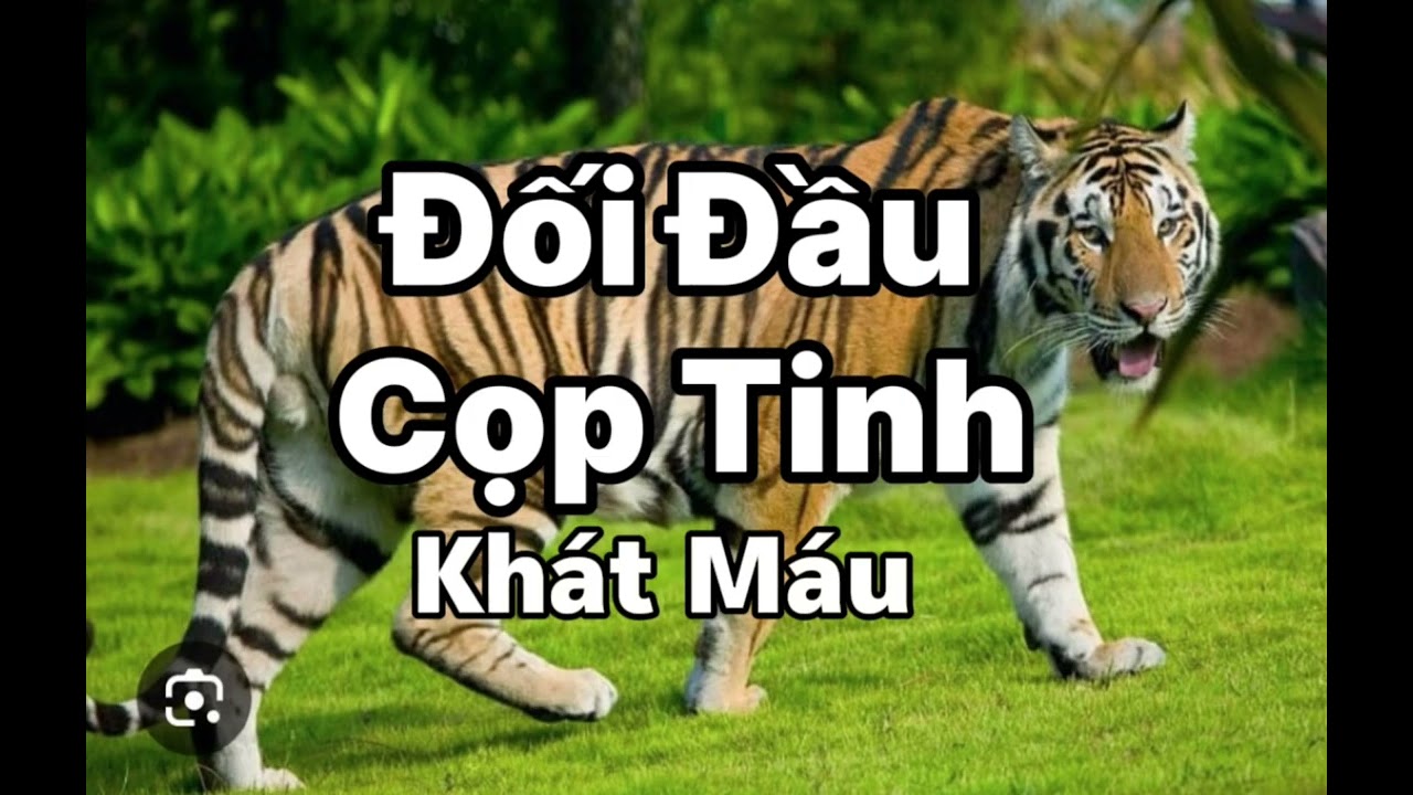 ĐỐI ĐẦU CỌP TINH KHÁT MÁU | Truyện Kể Về Cọp Tinh Tây Trường Sơn | Lê Anh diễn đọc 