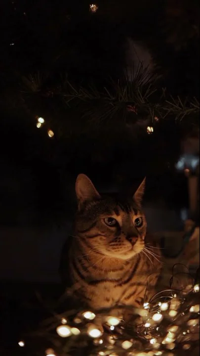 Watch the video about Cat meowing | funny | funny cat videos | cat memes | kitty cat | #cat | #viral | cat # 8 | #shorts