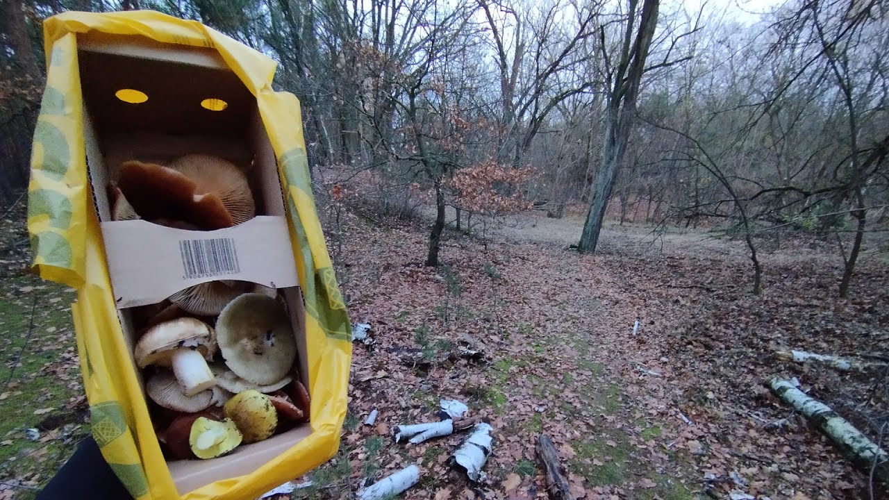 Grzybobranie na szybko po pracy aż do zmorku :)