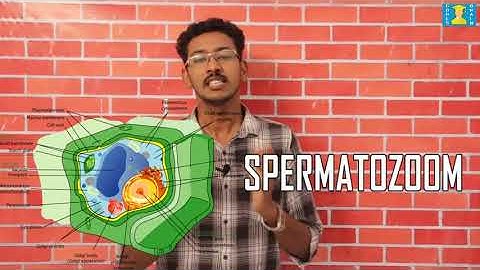 SCERT(Eng) Class 6 Basic science Chapter 1"CASKETS OF LIFE" by CODES BRAIN